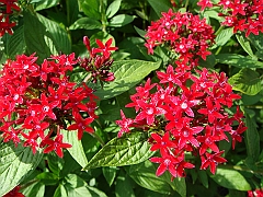 191 Longwood Gardens [2008 August 23]